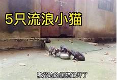 怎样让野猫远离院子