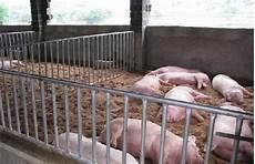肉猪养殖成本与利润