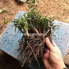 麦冬泡水喝竟有6个害处